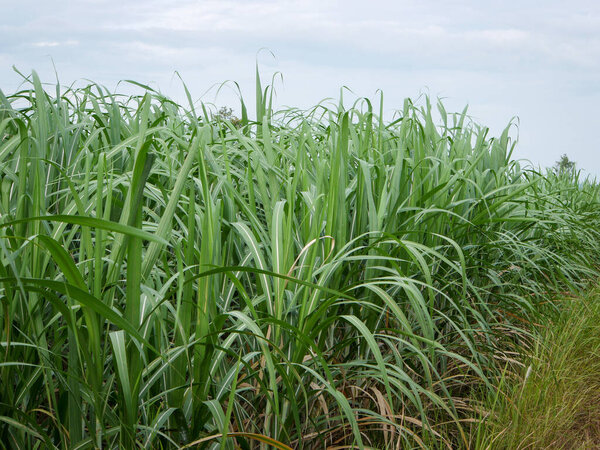 Сахарные плантации, сельскохозяйственные тропические растения в Таиланде.