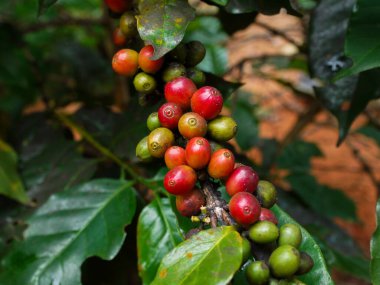 Kahve çekirdekleri, taze kahve çekirdekleri, yapraklar.