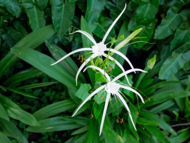 Baharda beyaz çiçekler açar.