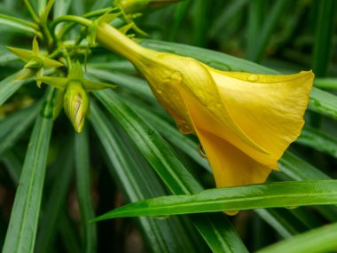 Baharda açan sarı çiçekler Güzel sarı çiçekler