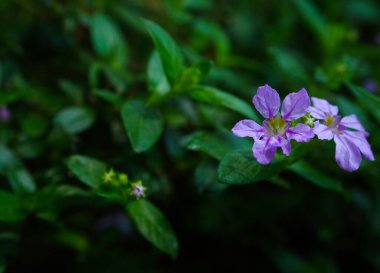 Mor çiçekler baharda açar, güzel pembe çiçekler..