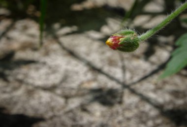 Pembe çiçekler açar ilkbaharda, güzel pembe çiçekler.