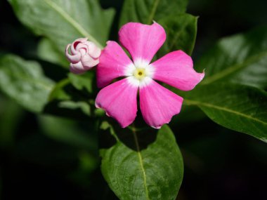 Pembe çiçekler açar ilkbaharda, güzel pembe çiçekler.