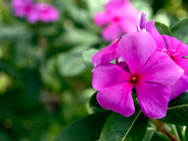 Pembe çiçekler açar ilkbaharda, güzel pembe çiçekler.