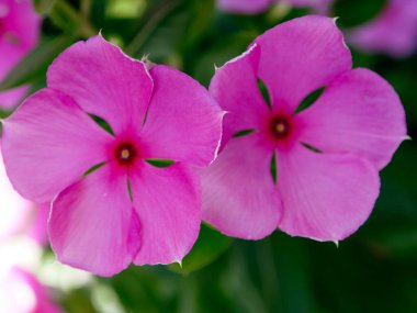 Pembe çiçekler açar ilkbaharda, güzel pembe çiçekler.