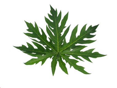 beyaz arkaplanda yeşil yapraklar izole.