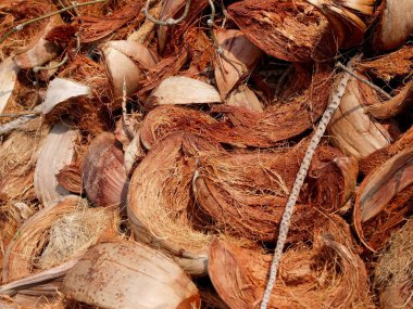 Hindistan cevizi ipliği, Hindistan cevizi kabukları yere konur..