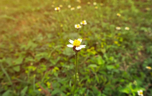 Morning Grass Flowers Sunshine — Stock Photo, Image