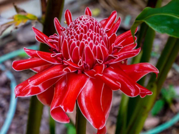 Rote Blumen Blühen Frühling Schöne Rote Blumen — Stockfoto