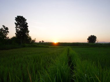 Muhteşem günbatımı sona erdi, ufukta turuncu güneş yükseliyor.