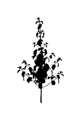 Beyaz arkaplanda fırça için çim silueti