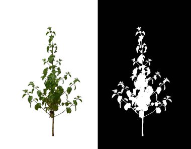   Çimen kırpma yolu ve alfa kanalı ile beyaz arkaplanda izole edildi