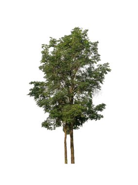 Beyaz arkaplanda izole edilmiş ağaç .