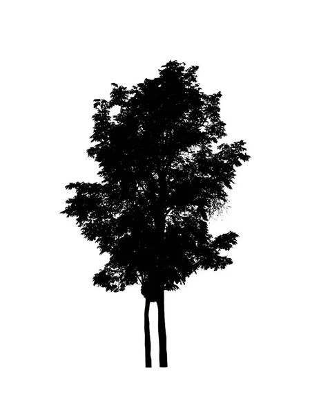 Træ Silhuet Til Børste Hvid Baggrund - Stock-foto