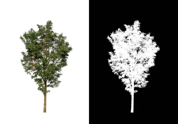 kırpma yolu ve alfa kanalı ile beyaz arkaplanda izole edilmiş ağaç