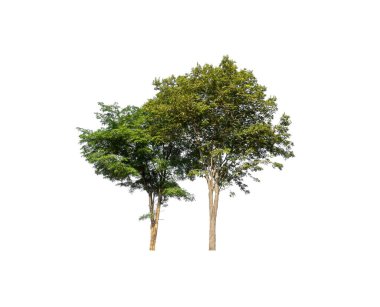 Beyaz arkaplanda izole edilmiş ağaç 