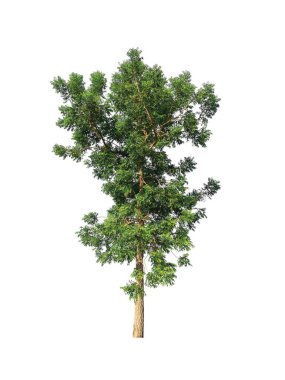 Beyaz arkaplanda izole edilmiş ağaç 