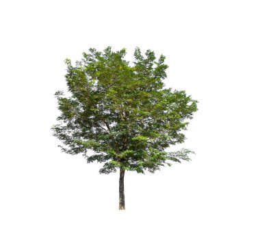 Beyaz arkaplanda izole edilmiş ağaç