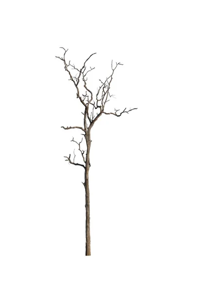 Arbre Isolé Sur Fond Blanc — Photo