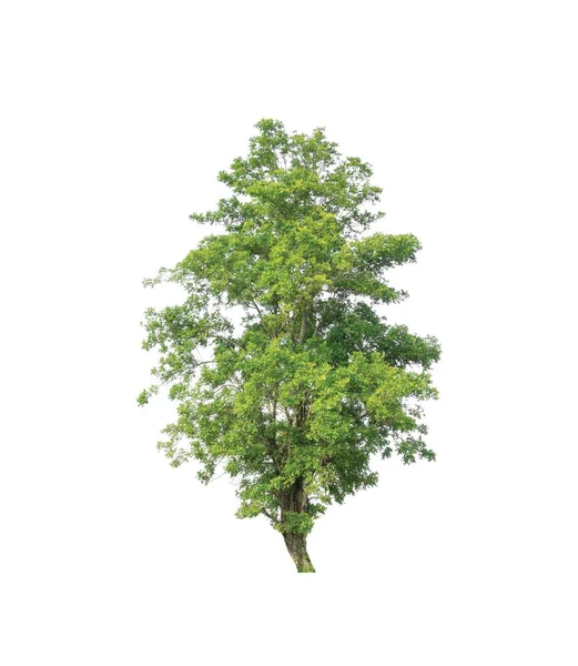 Baum Isoliert Auf Weißem Hintergrund — Stockfoto