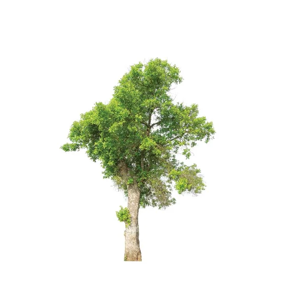 Baum Isoliert Auf Weißem Hintergrund — Stockfoto