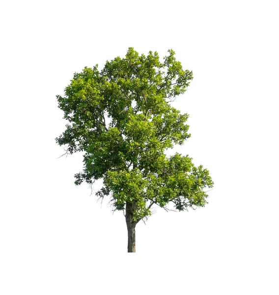 Árbol Aislado Sobre Fondo Blanco — Foto de Stock