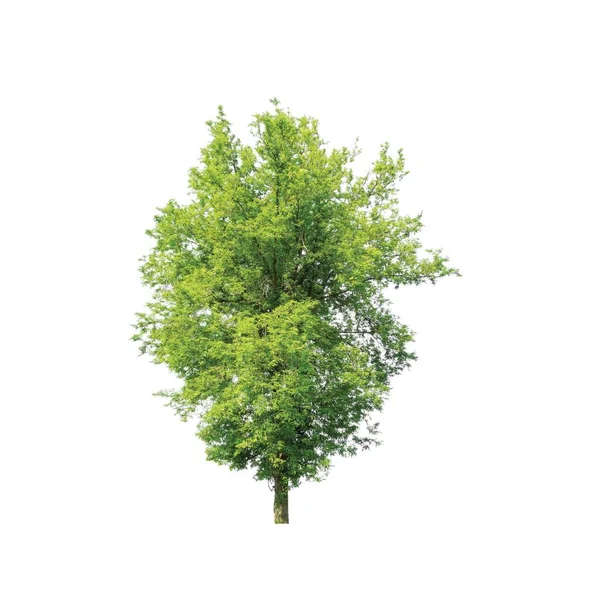 Tree Isolated White Background — Stock Photo, Image