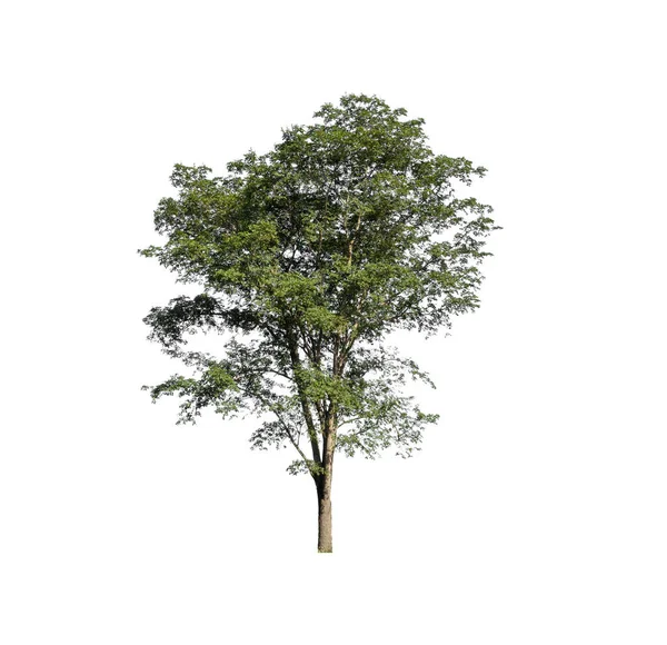 Árbol Aislado Sobre Fondo Blanco —  Fotos de Stock