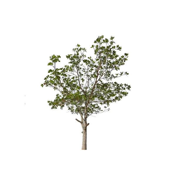 Árbol Aislado Sobre Fondo Blanco — Foto de Stock