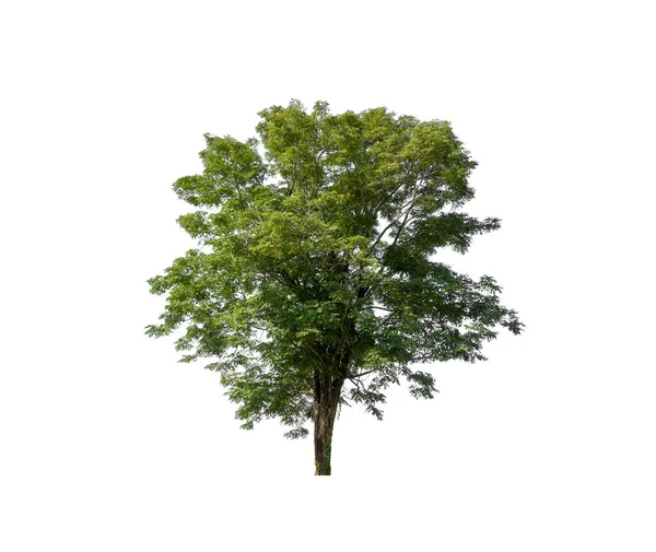 Pohon Terisolasi Pada Latar Belakang Putih — Stok Foto