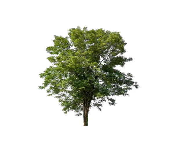 Árbol Aislado Sobre Fondo Blanco — Foto de Stock