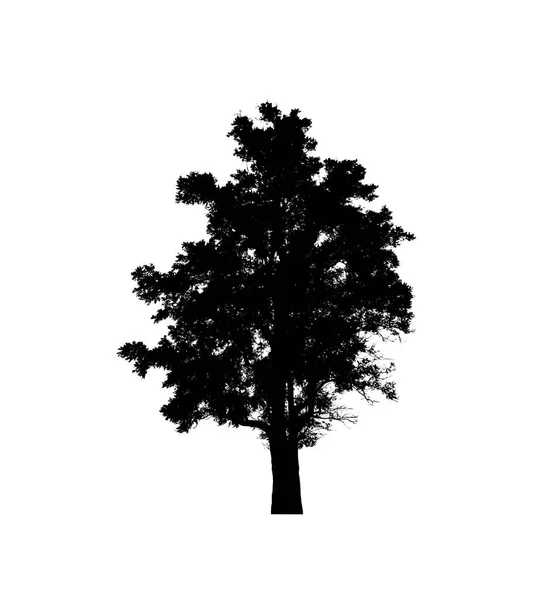 Silhouette Albero Pennello Sfondo Bianco — Foto Stock