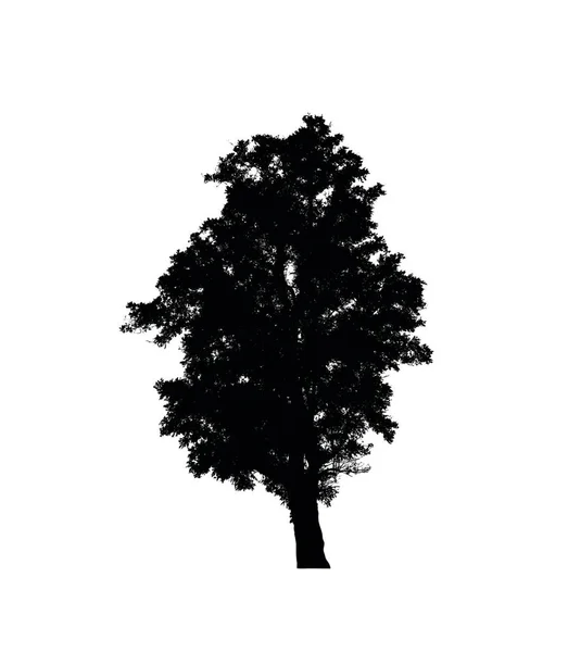 Tree Silhouette Brush White Background — Stock Photo, Image