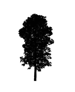 Beyaz arkaplanda fırça için ağaç silueti