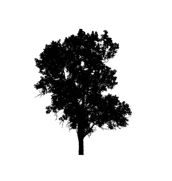 Tree Silhouette Brush White Background — Stock Photo, Image