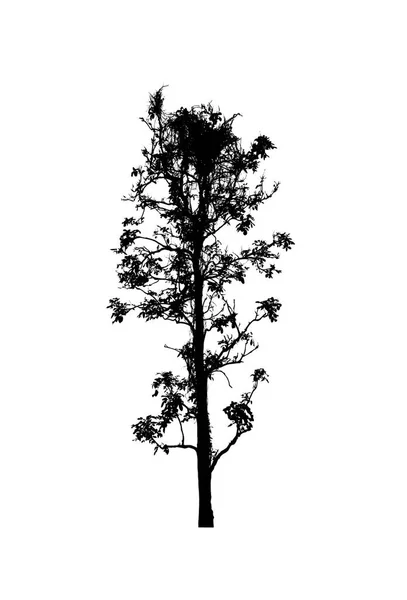 Tree Silhouette Brush White Background — Stock Photo, Image