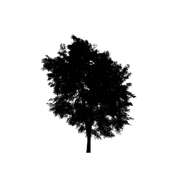 Silhouette Albero Pennello Sfondo Bianco — Foto Stock