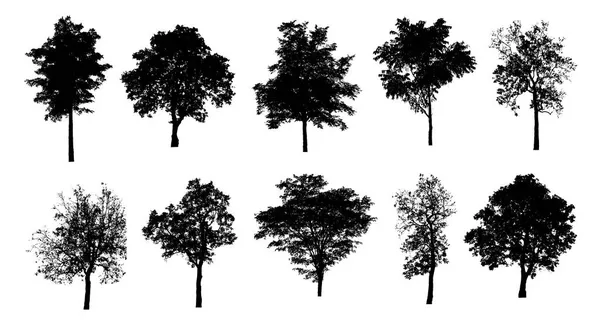 Set Trees Silhouette Brush White Background — Stock Photo, Image