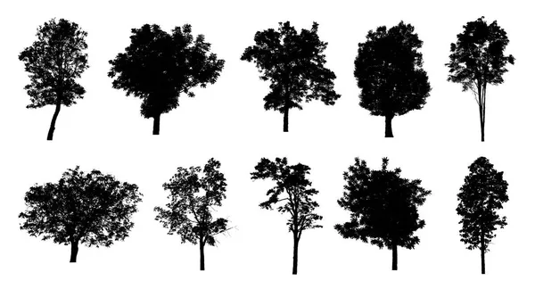 Набір Силуетів Дерев Пензля Білому Тлі — стокове фото