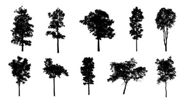 Beyaz arkaplanda fırça için ağaç silueti