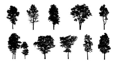 Beyaz arkaplanda fırça için ağaç silueti