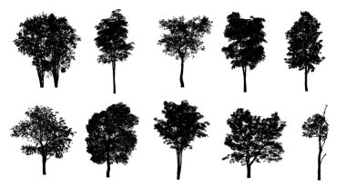 Beyaz arkaplanda fırça için ağaç silueti