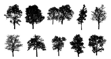 Beyaz arkaplanda fırça için ağaç silueti