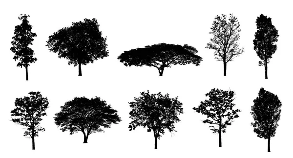 Conjunto Árboles Silueta Para Pincel Sobre Fondo Blanco —  Fotos de Stock