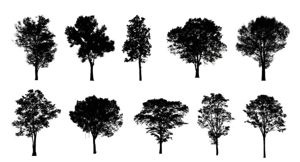 Conjunto Árvores Silhueta Para Escova Sobre Fundo Branco — Fotografia de Stock