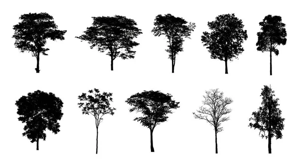 Набір Силуетів Дерев Пензля Білому Тлі — стокове фото