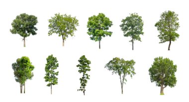 Beyaz zemin üzerinde izole ağaçlar kümesi, Ağaçların koleksiyonu