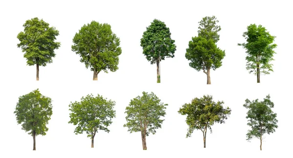 Set Isolated Trees White Background Collection Trees — Stock Photo, Image