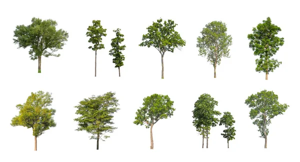 Set Pohon Terisolasi Pada Latar Belakang Putih Koleksi Pohon — Stok Foto