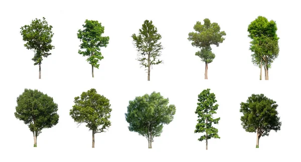 Set of Isolated trees on white background , The collection of trees